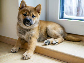 Close-up of dog lying on hardwood floor at home