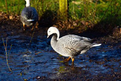 Ducks in a lake