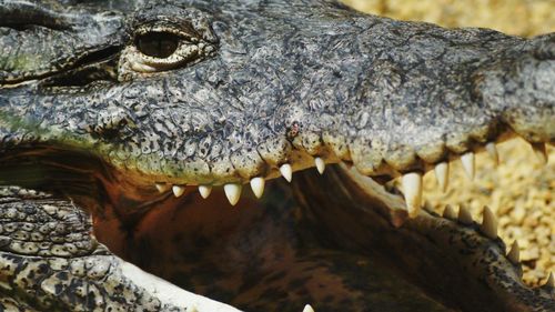 Close-up of crocodile with mouth open