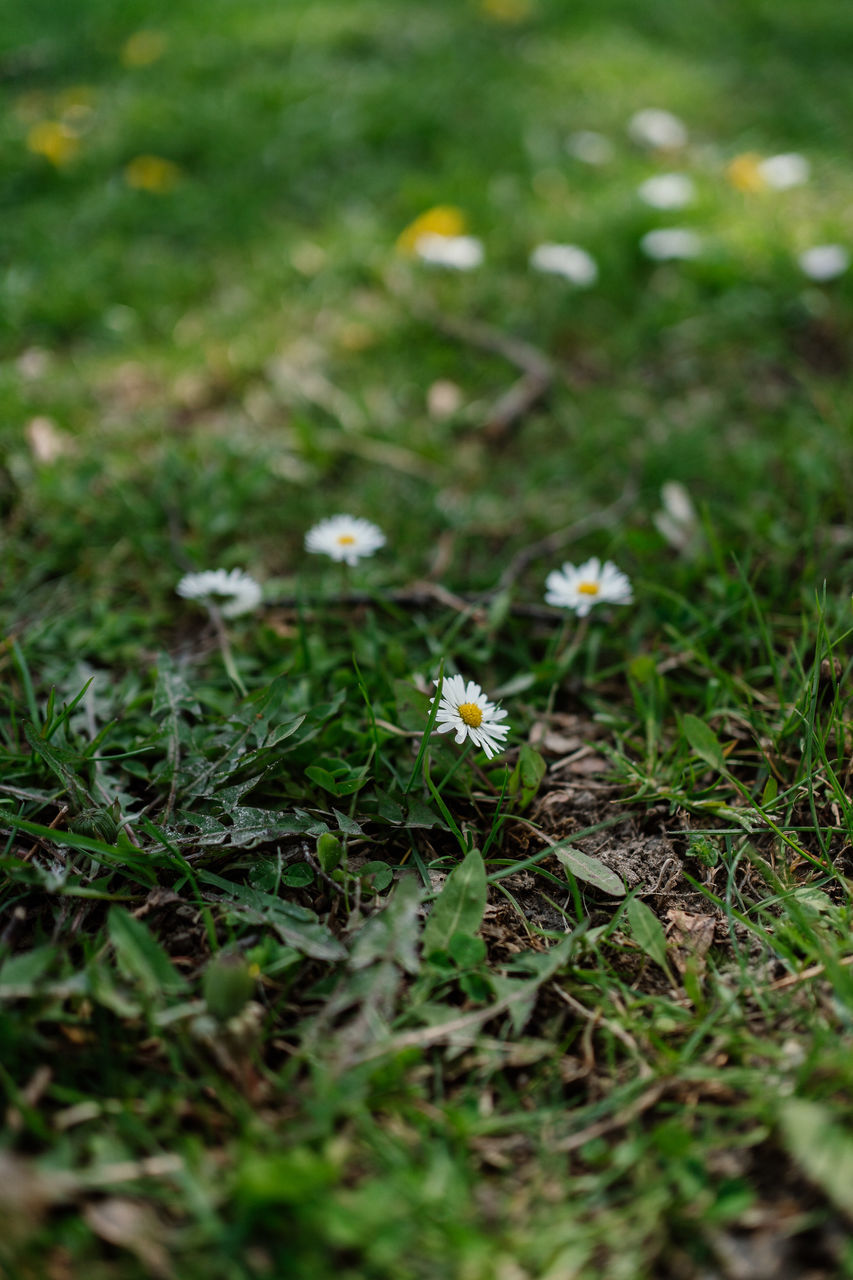 green, plant, grass, nature, flower, flowering plant, lawn, leaf, meadow, beauty in nature, selective focus, no people, land, woodland, growth, freshness, field, day, natural environment, close-up, outdoors, fragility, macro photography, white, wildflower, forest, springtime, plain, daisy, food, environment, sunlight