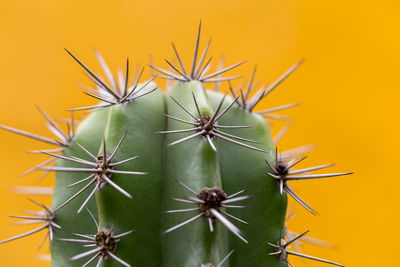 Close-up of cactus plant