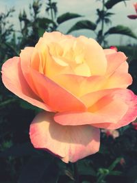 Close-up of orange rose