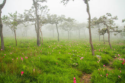 Scenic view of grassy field by trees