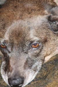 Close-up portrait of a dog