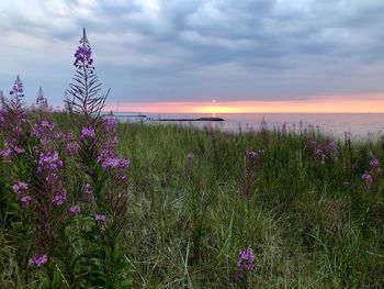 Purple flowering plants on land against sky during sunset