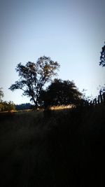 Silhouette tree on field against clear sky