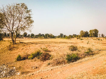 Scenic view of field against clear sky