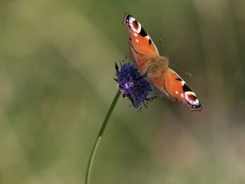 Close-up of butterfly pollinating on flower