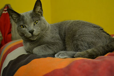 Close-up portrait of a cat resting