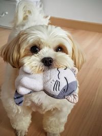 Portrait of a dog