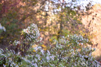 Close-up of cherry blossoms in spring