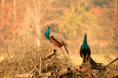 Birds perching on a field