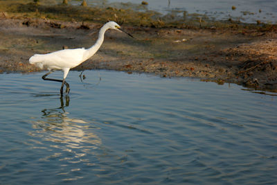 Bird in a lake