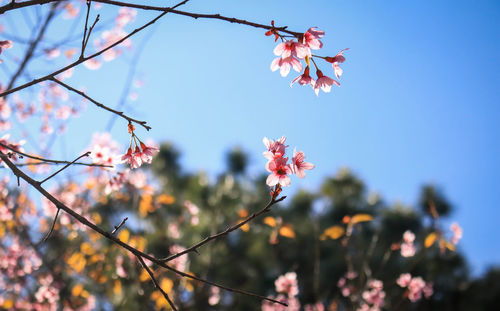 Low angle view of cherry blossom against sky