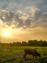 Horse grazing on field against sky during sunset