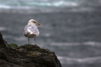 Seagull perching on rock