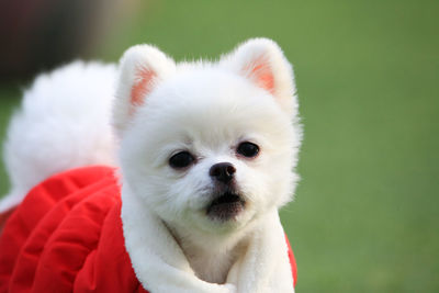 Close-up portrait of white puppy