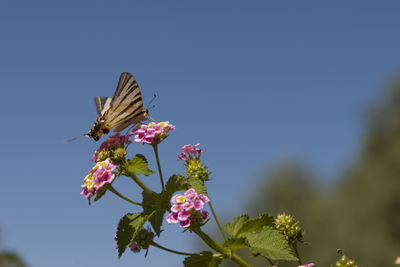 Close-up of butterfly on pink flower