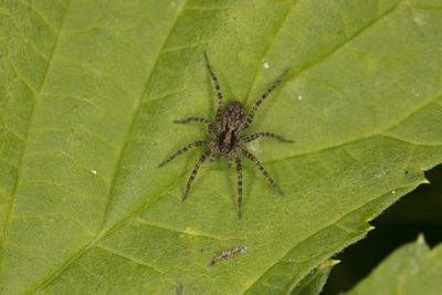 Close-up of spider on leaf