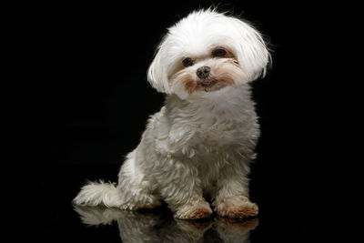 Close-up of dog against black background