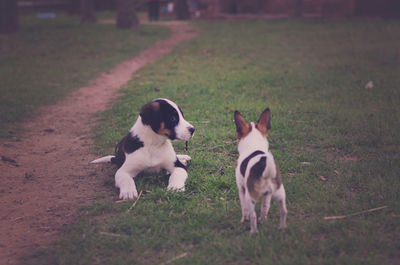 Puppies relaxing on grassy field