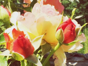 Close-up of pink rose