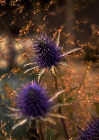 Close-up of purple thistle flower on field