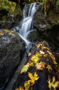Scenic view of waterfall in forest