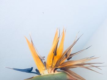 Close-up of yellow flower against white background