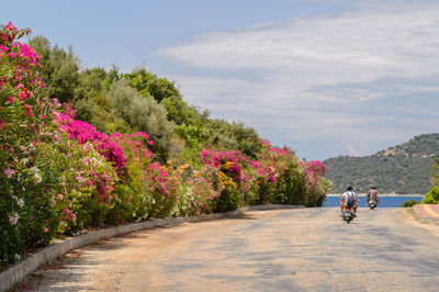 Rear view of scooters on road