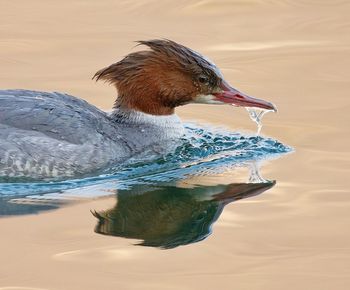 Side view of duck swimming in lake