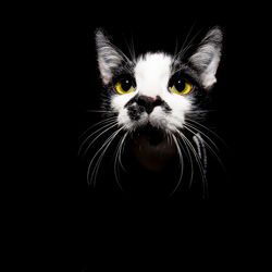 Portrait of cat against black background