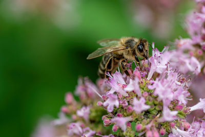 Honey bee pollinating on purple flower