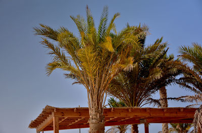 Low angle view of palm tree against clear sky