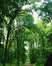 Trees in forest