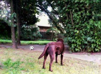 Horse in a field