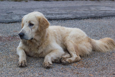 Dog sitting on street in city