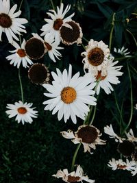 Close-up of coneflowers blooming outdoors