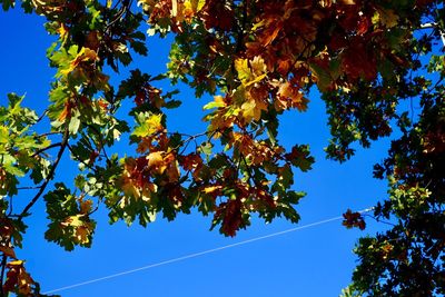 Low angle view of tree against blue sky