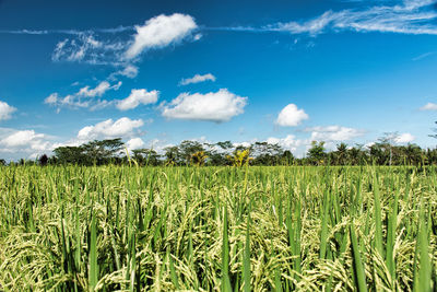 Scenic view of wheat field against blue sky