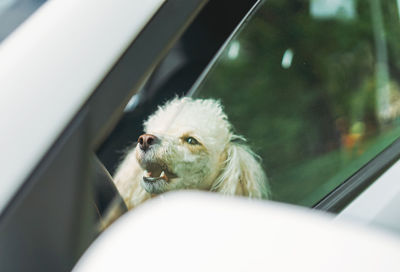 The little funny poodle dog sitting in white car looking out the window