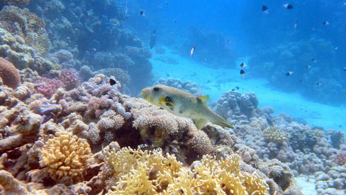 Fish swimming in sea