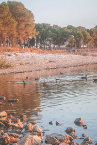 View of birds in lake