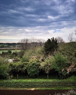 Trees on field against sky