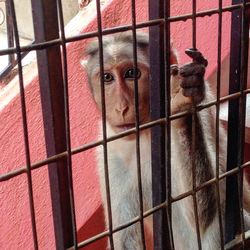 Close-up of monkey by metal grate