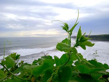 Close-up of plant on beach against sky