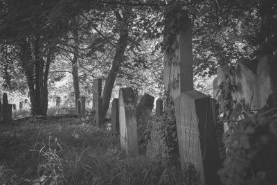 Trees in cemetery