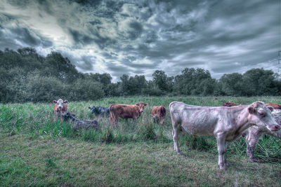 Cows grazing on grassy field against cloudy sky