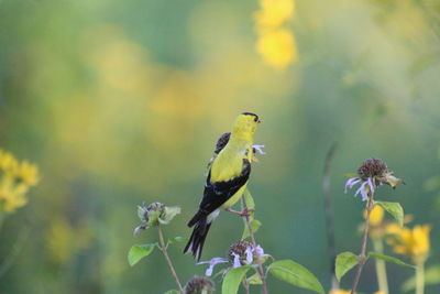 Close-up of bird perching on plant