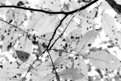 High angle view of leaves on tiled floor